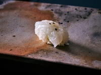 漣 -Sazanami-