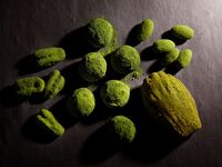 抹茶コレクション 2026 ※ご案内※