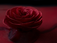 Dinner course + main dish: Wagyu beef