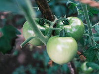 Lunch