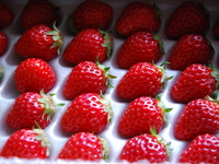 5/17~    季節のデセールコース（全5皿）