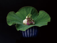Kaiseki ¥41,000（tatami private room）6/1-