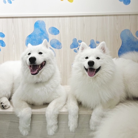 Samoyed Cafe Al Nagoya Sakae - Panduan Restoran - TableCheck