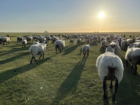[Limited to 10] Special course featuring rare French-born pre-salé lamb