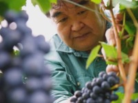 <11/14 only> KIRINOKA VINEYARDS＆WINERY Winemaker's Dinner