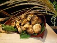  【Special “Autumn Taste: Matsutake Mushrooms” Course】