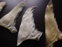 Exquisite Blue Shark Fin Course ￥110,000