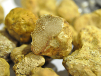 [November Only] ~White Truffle Aroma~ Lunch