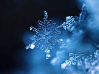 New Year’s Special Lunch Course *January 2 & 3