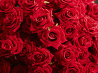 【Xmas2026】薔薇108本＆プロポーズケーキ付きレストランdeプロポーズディナー！夜にはローストターキー、ローストビーフ、握りたてお寿司、揚げたての天麩羅が登場！12/18~12/20・12/24~12/25