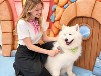 ≪All day≫ Samoyed Staff Experience Plan (60 minutes)